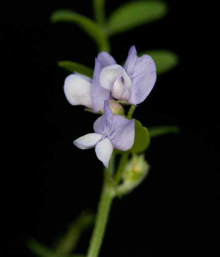 Vicia ludoviciana #3